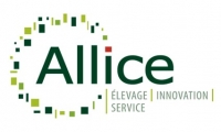 ALLICE